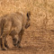 Tarangire NP, going off to digest in the tall grasses